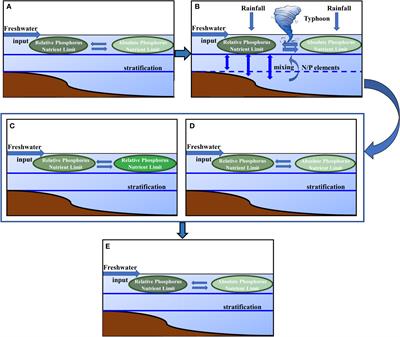 Remote sensing and buoy based monitoring of chlorophyll a in the Yangtze Estuary reveals nutrient-limited status dynamics: A case study of typhoon